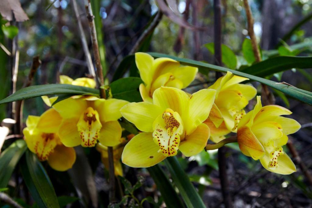 Orchid Grove Country Lodge Kerikeri Zewnętrze zdjęcie