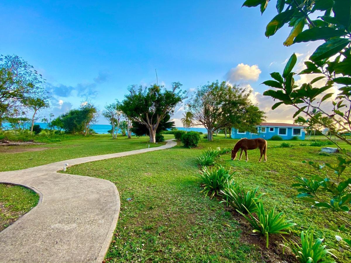 Blue Horizon Boutique Resort Vieques Zewnętrze zdjęcie