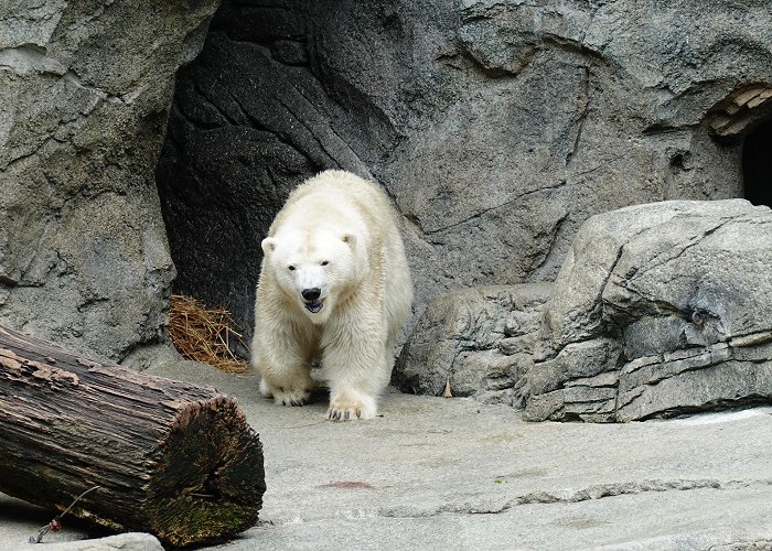 Cincinnati Zoo and Botanical Garden photo