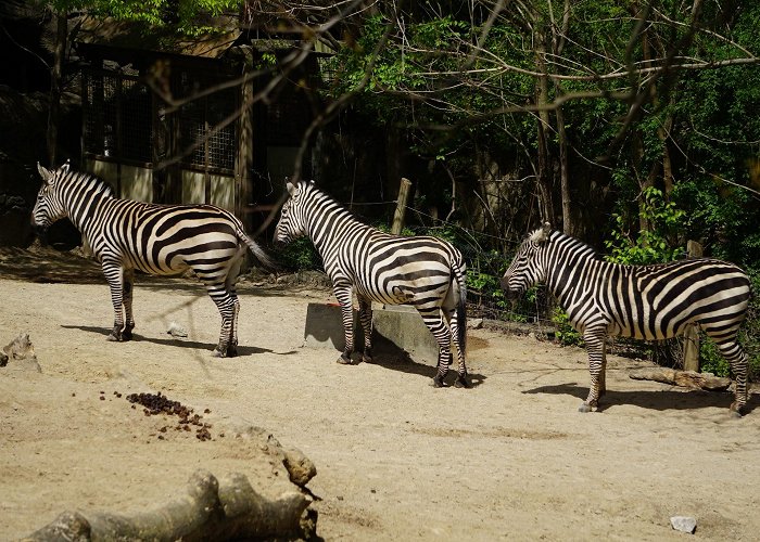 Cincinnati Zoo and Botanical Garden photo