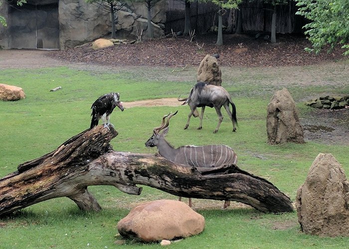 Cincinnati Zoo and Botanical Garden photo