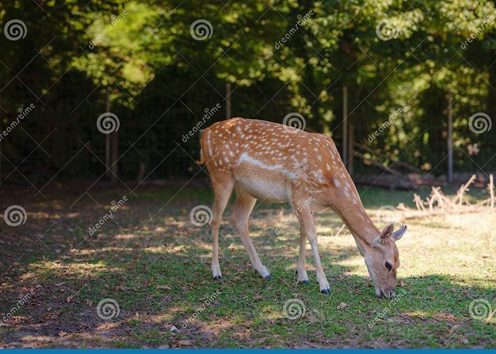 Tierpark Lange Erlen Small Zoo Lange Erlen or Erlen-Verein Basel Stock Photo - Image of ... photo