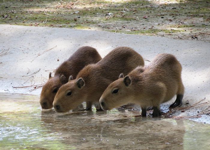 Parco Zoo Punta Verde capibara Parco Zoo Punta Verde photo