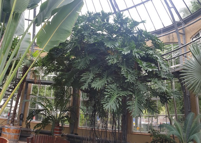 de hortus Split leaf Philodendron, De Hortus, Amsterdam : r/matureplants photo