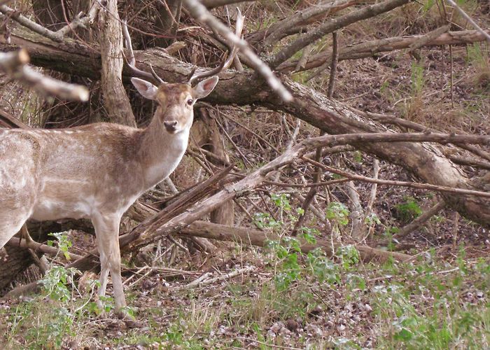 Sierra del Tigre Natural Reserve Tandil. Reserva Natural – Sierra del Tigre photo