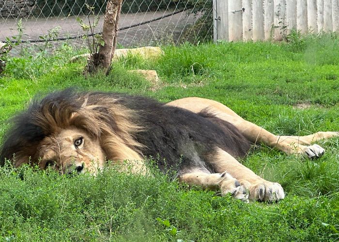 Thuringian Zoo Park Erfurt Zoological gardens Archives ⋆ The Passenger photo