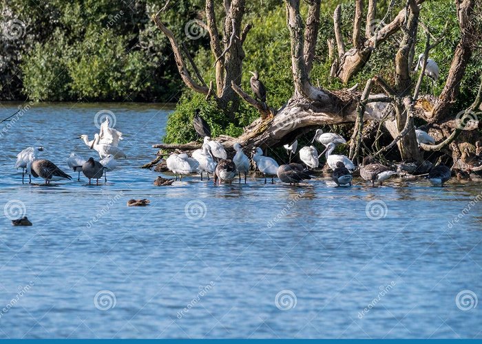 Westerplas 13,547 Wetland Island Stock Photos - Free & Royalty-Free Stock ... photo