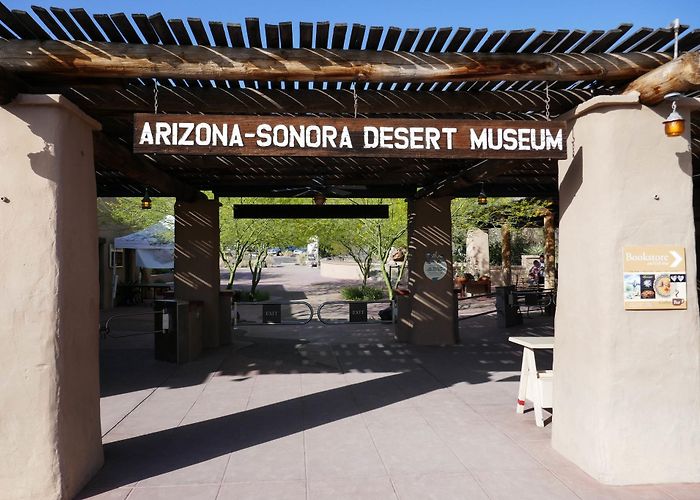 Arizona-Sonora Desert Museum Saguaro: Arizona-Sonora Desert Museum | KTNPBlog photo