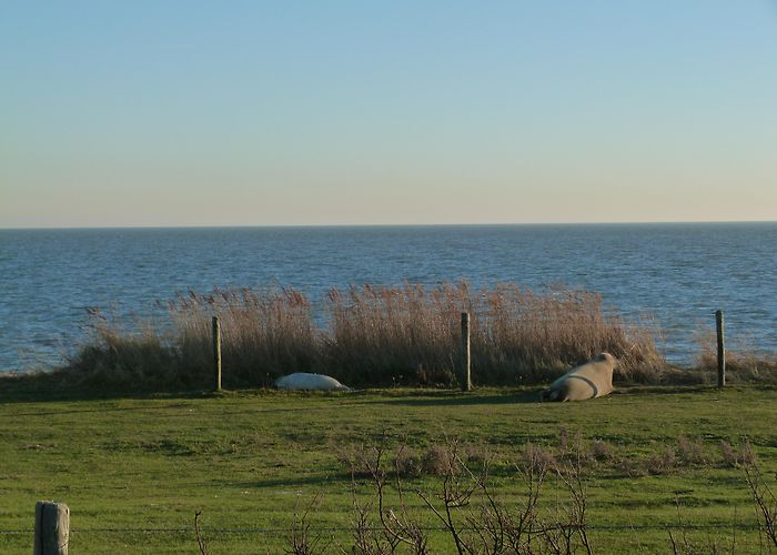 Informatiecentrum De Noordwester Help de jonge zeehonden; laat ze met rust. - Vlieland photo