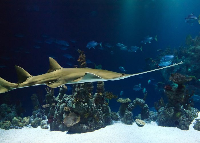 Zee Aquarium Bergen aan Zee Jongerendag | HME-MO vereniging Nederland photo