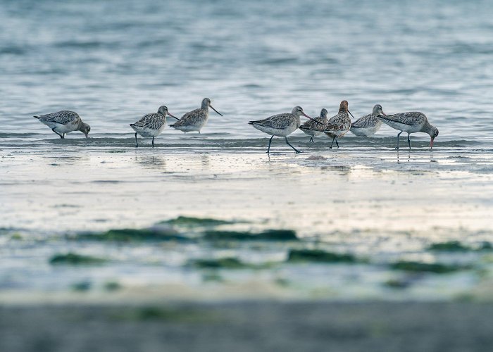 De Schorren Birding extravaganza, a multi day birding break on Texel — robert ... photo