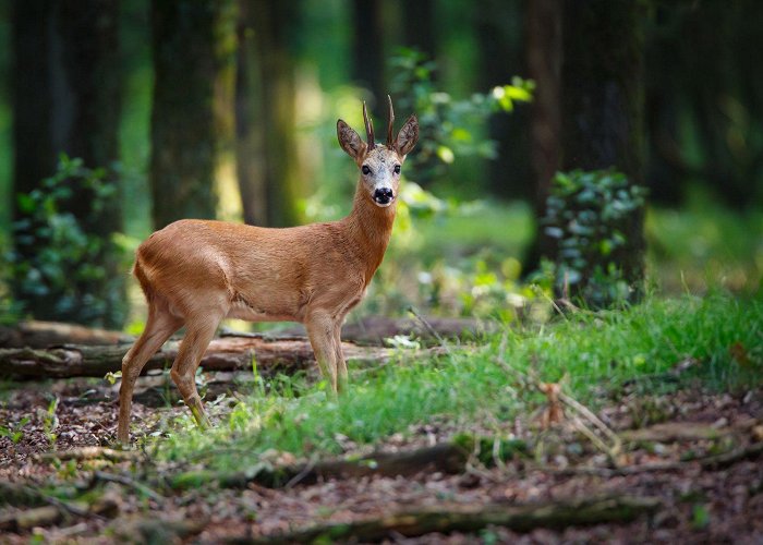 Monte Rufeno Nature Reserve Visiting the Monte Rufeno Nature Reserve in Lazio | dooid Magazine photo