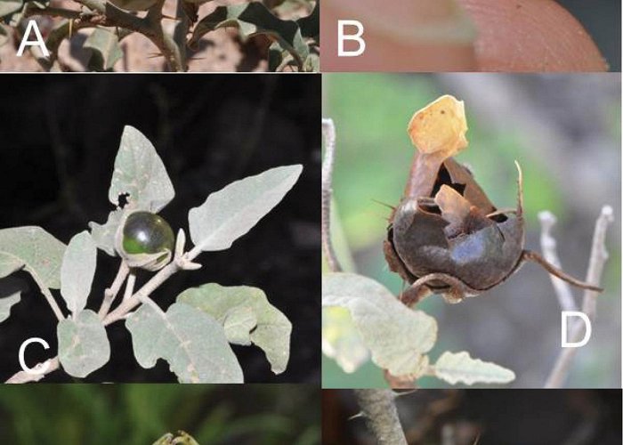 Estacion Angaco Norte A revision of the Solanum elaeagnifolium clade (Elaeagnifolium ... photo