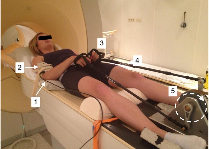 Van den Brink Frontiers | Magnetic Resonance-Compatible Arm-Crank Ergometry: A ... photo