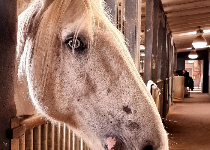 De Amsterdamse Manege Pony - foto van annemarievervuurt - Dieren - Zoom.nl photo