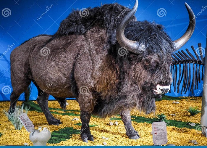 Kunsthalle Leoben LEOBEN, AUSTRIA , 05/27/2017: Conservated Steppe Bison Ice Age ... photo