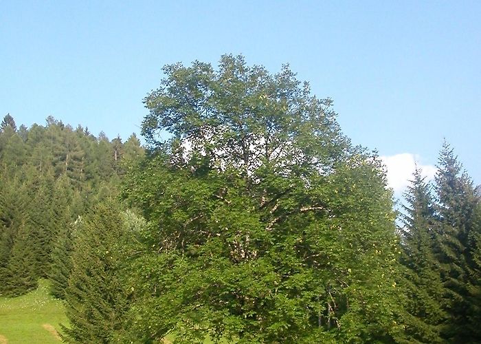 Tappeto Cima Zoncolan Visit Ravascletto: 2024 Travel Guide for Ravascletto, Friuli ... photo