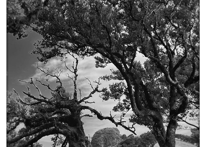 Laurel Forest Laurisilva Madeira – Toronto Digital Tech and Photo Assistant photo