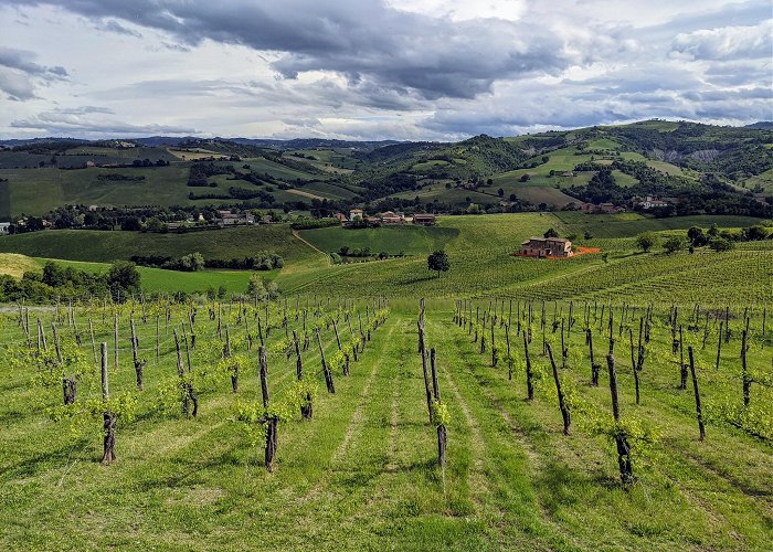 Castelvetro di Modena photo