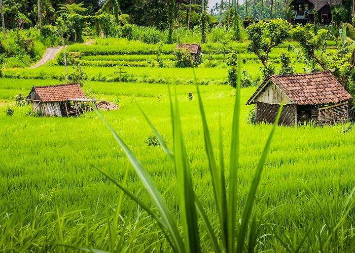 Sidemen (Bali) photo