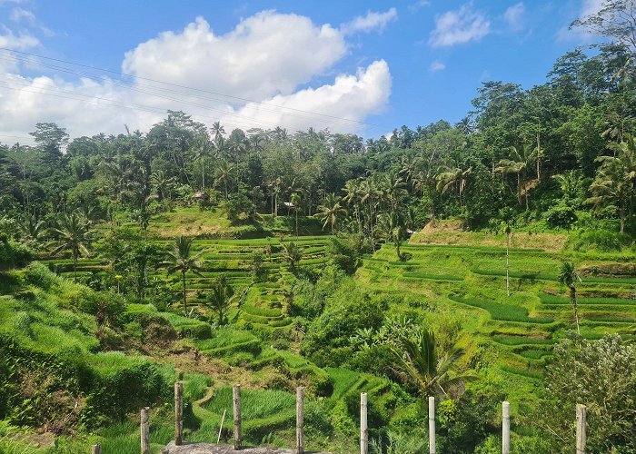 Tegallalang (Bali) photo