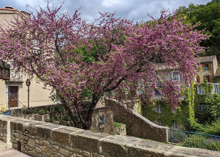 Rennes-les-Bains photo