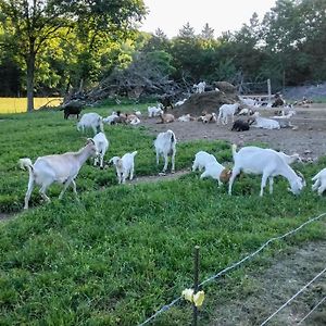 Willa Unique Creekside Escape - Enjoy On-Site Goats! Florence Exterior photo