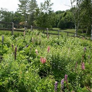 Willa Chester Farmhouse On 100 Acres, 15 Min To Okemo! Exterior photo